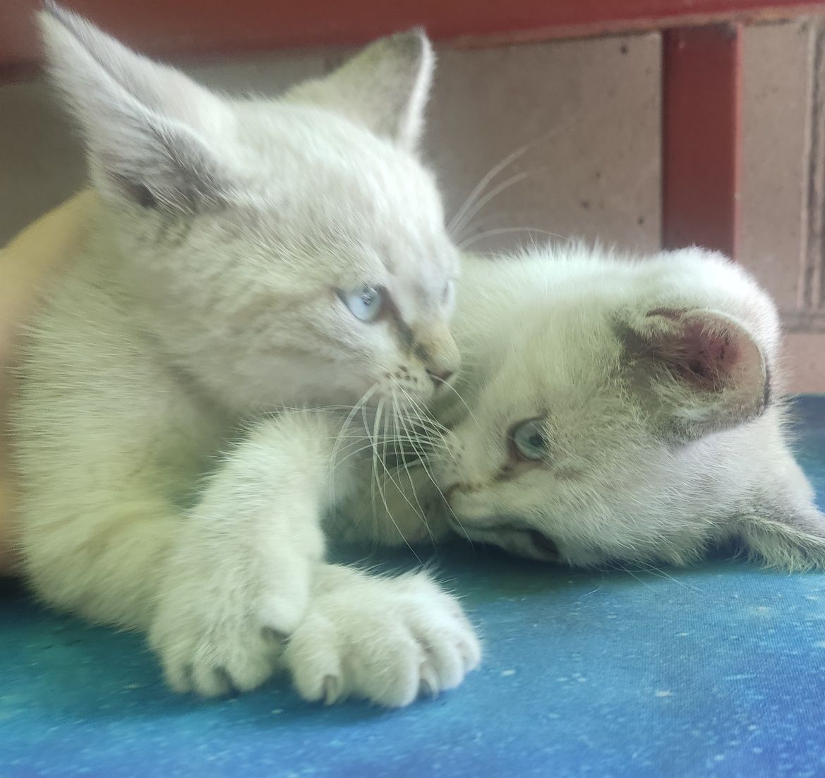 Віддам Сіамських кошенят в добрі руки руки