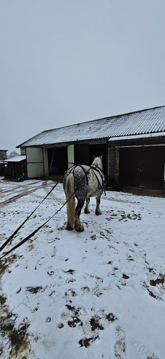 Koń zimnokrwisti Perszeron.