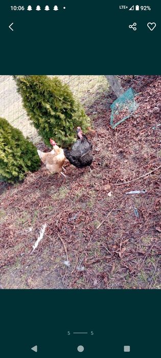 Jaja lęgowe mix ras