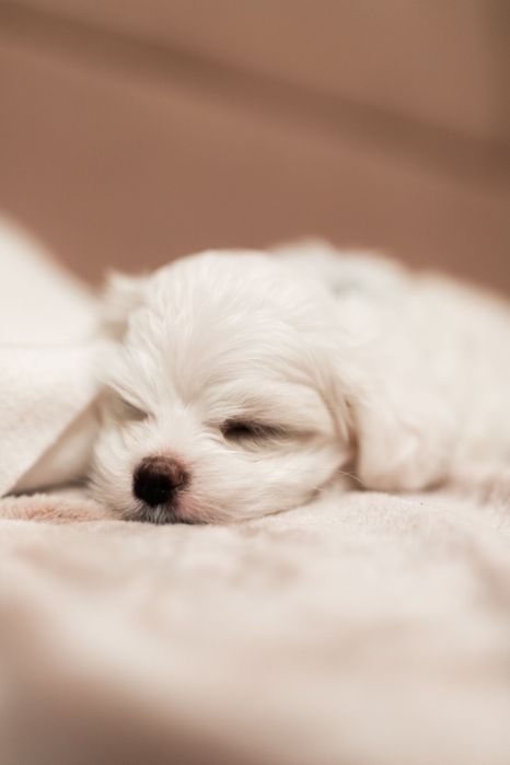 Maltańczyk z rodowodem i chipem / gotowy do odbioru z wyprawką