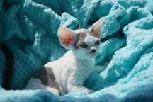Kocurek Devon Rex IVAN