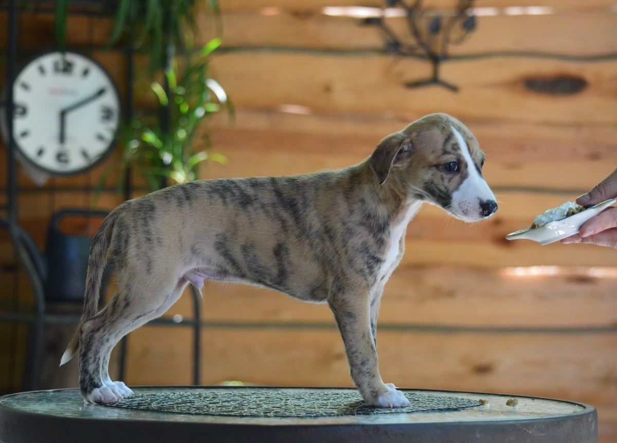 Pies szczenię whippet,  szczenię whippet