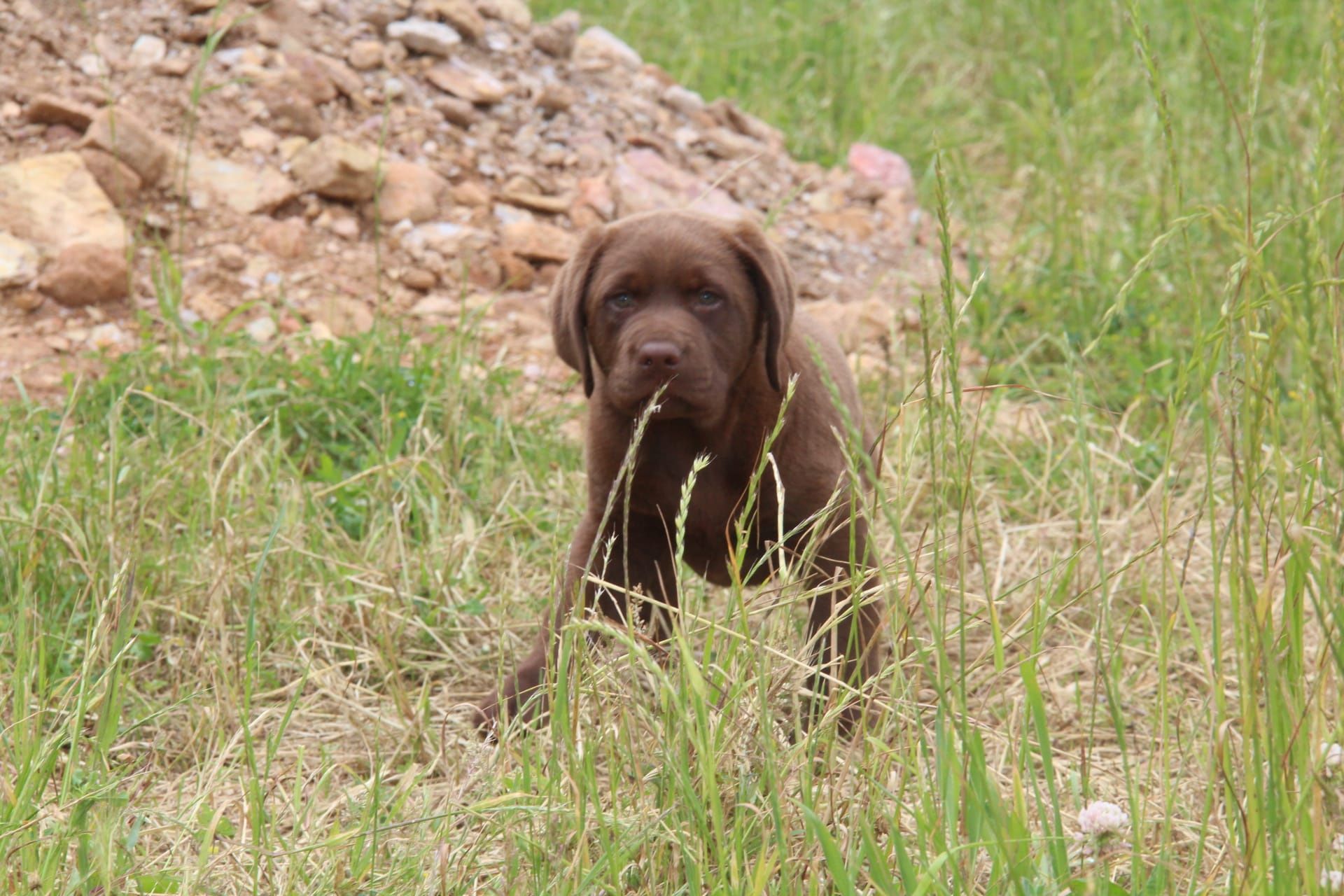 Labrador Retriever Chocolate