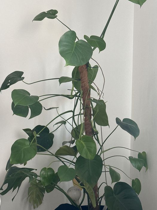 Roślina Monstera