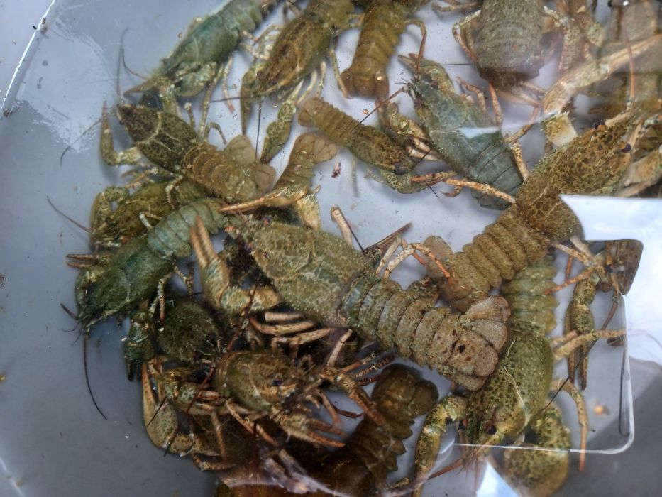 Sandacz 25cm+ i większe . Miętus, Jesiotr .