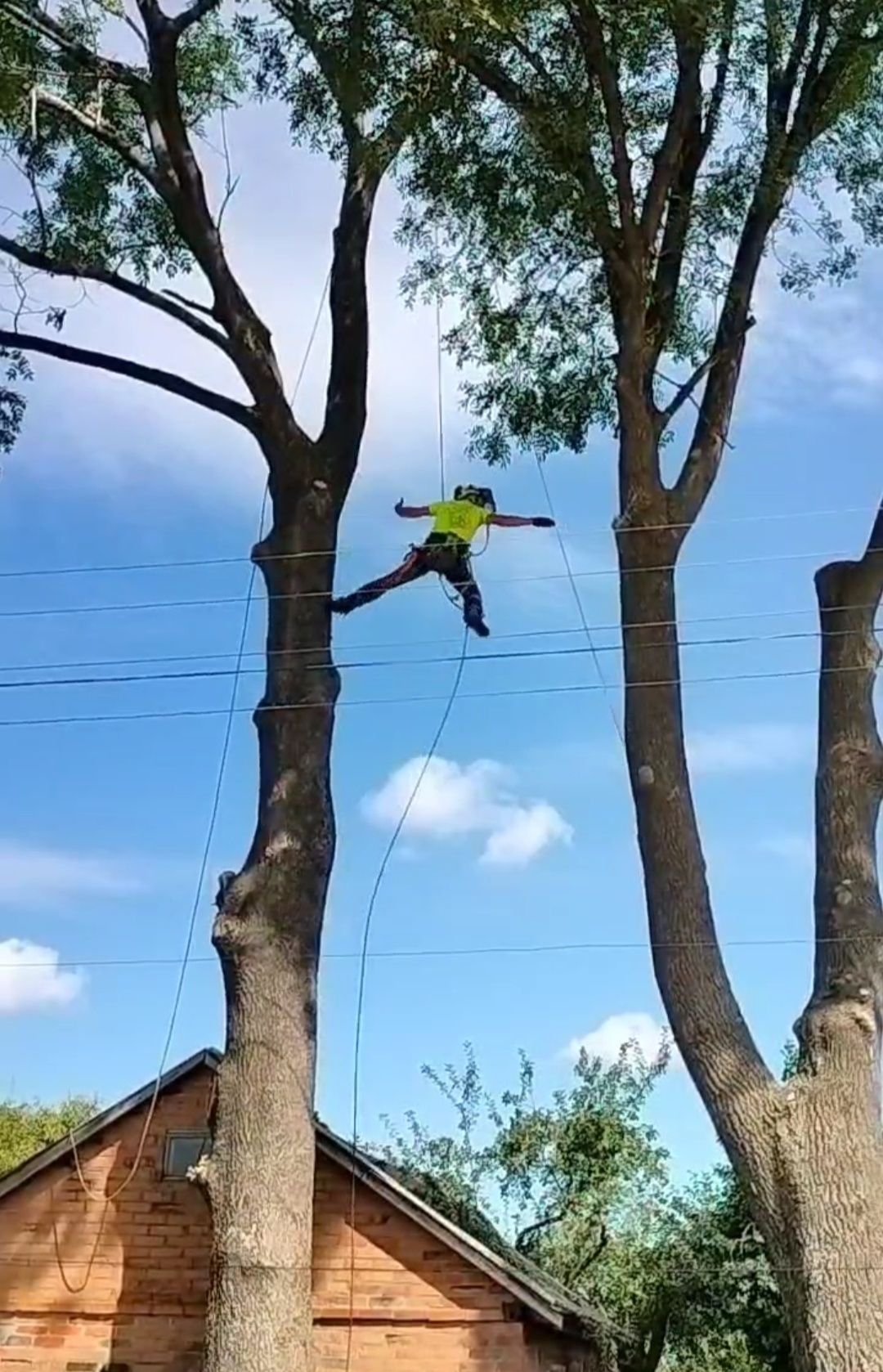 Спилить дерево частями