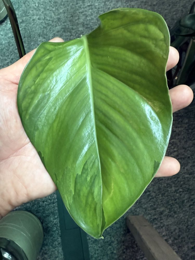 Epipremnum marble queen variegata nawet 25 cm liść