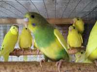 Волнистые попугаи птенцы неразлучники