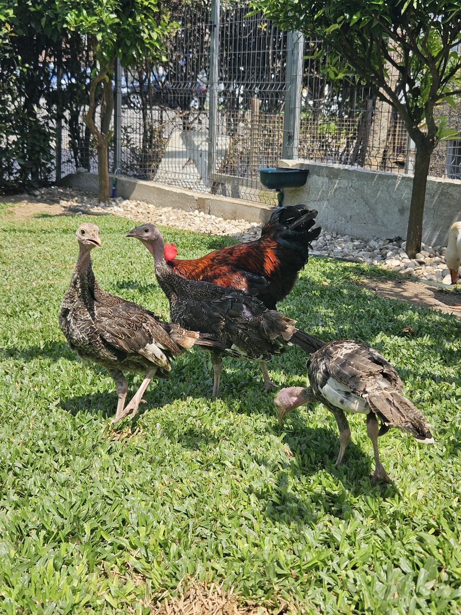 Perus novos deste ano