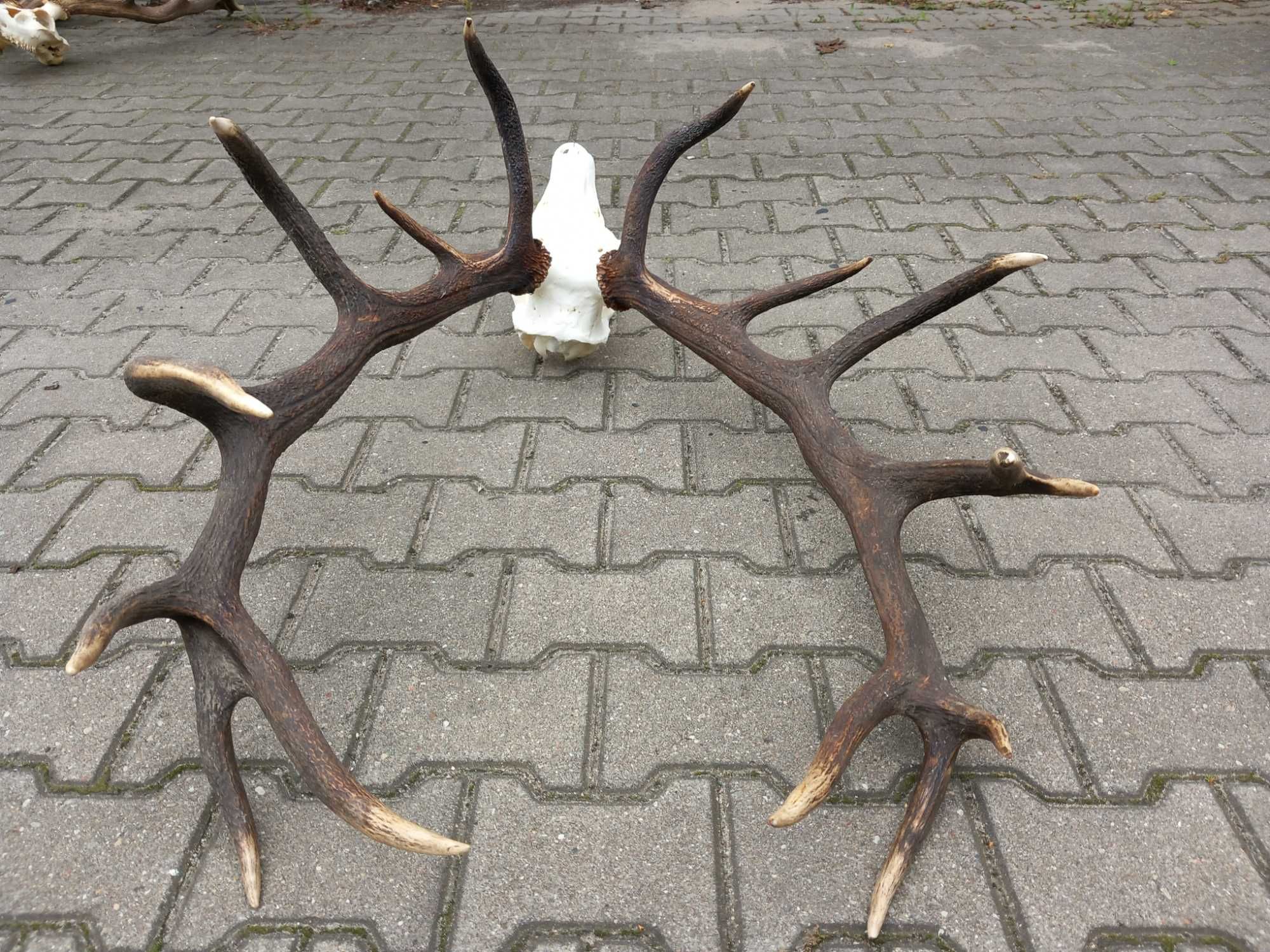 Poroże, Wieniec, Byk, Jeleń, Szesnastak, 8,1 kg