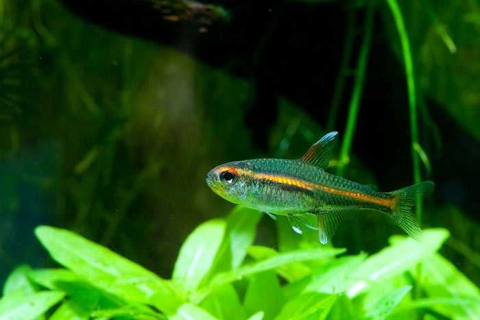 GB Zwinnik Jarzeniec | Pakiet 20-49 szt. - dowóz ryb!