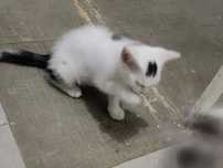 Da se gatinhos 2 meses