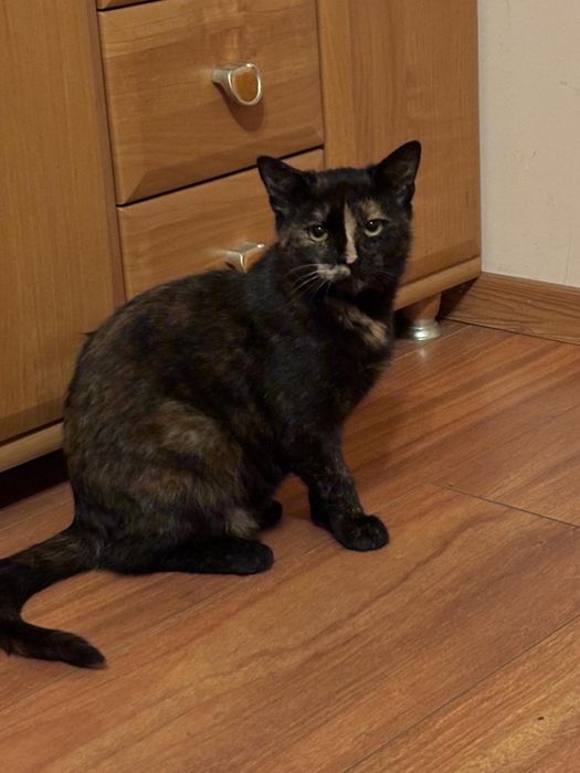 Oddam w dobre ręce kotki