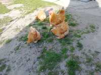 Kochin olbrzymi złoty kurczaki