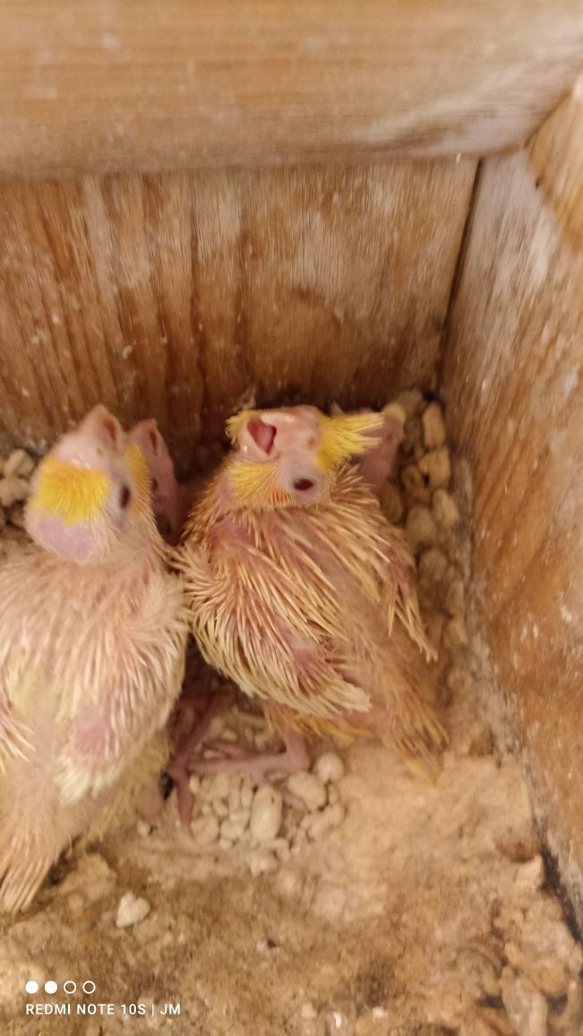 Caturras bebés para criar à mão