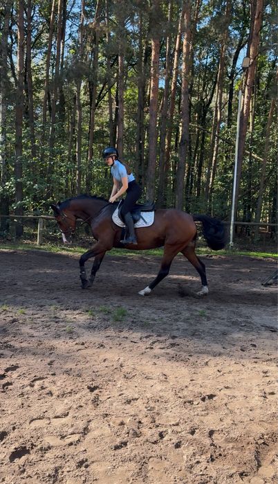 Sprzedam Super Klacz‼️
