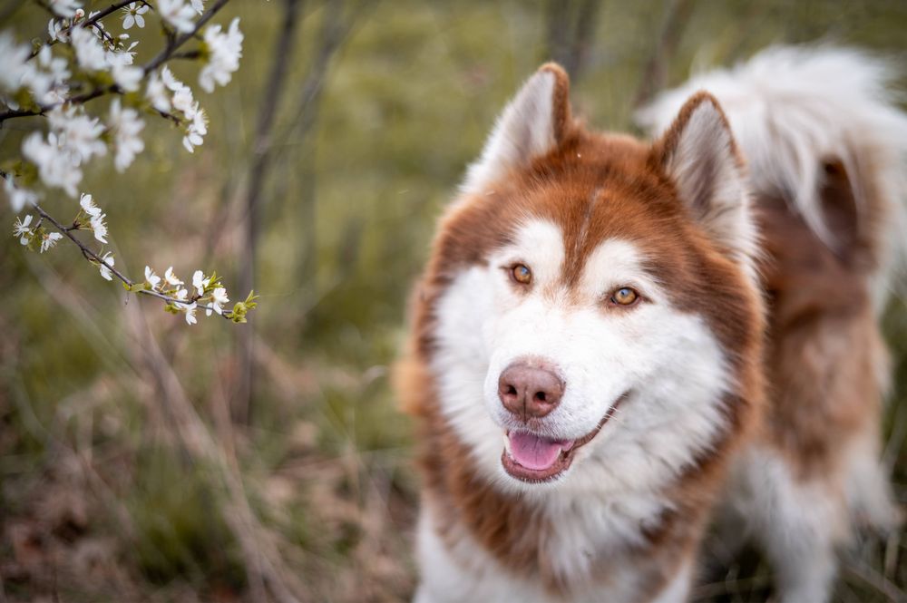 Rocky piękny husky/malamute szuka domu