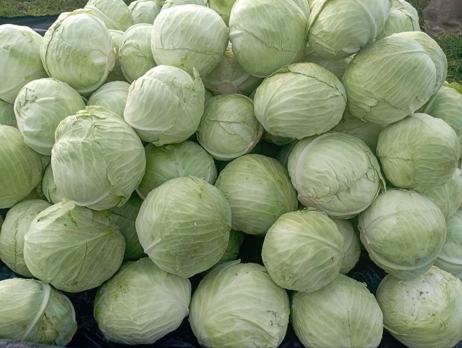 Морква,Буряк Капуста