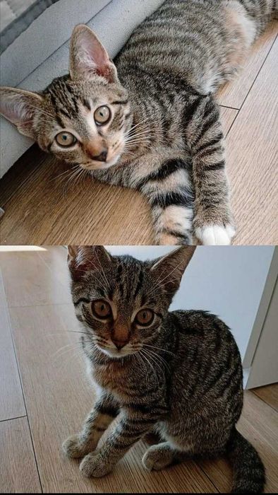 Kotki do adopcji. Wyszków + okolice. OD ZARAZ