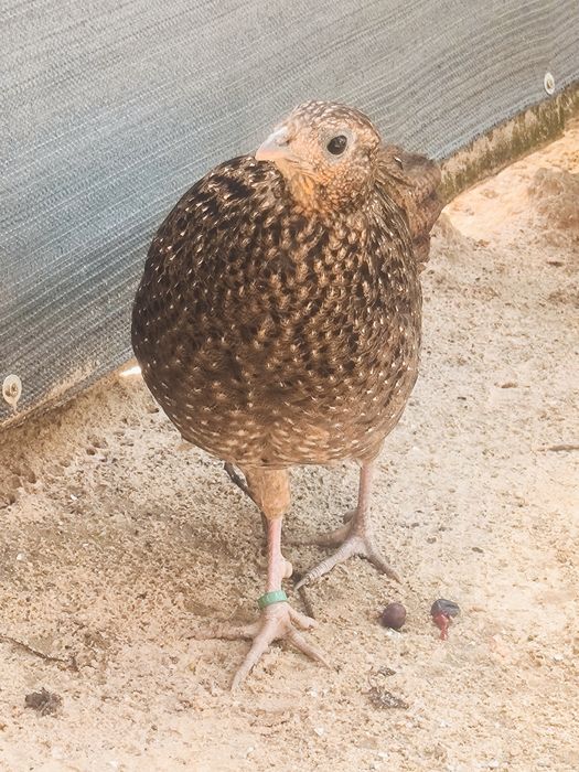 Bażanty tragopany satyry