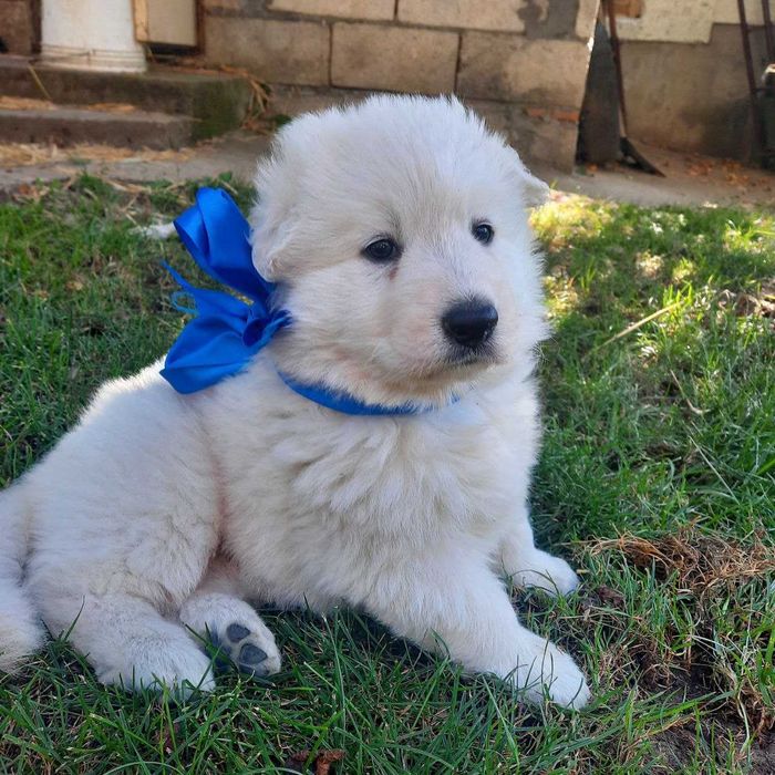 БШО — елітні цуценята, документи, соціалізація