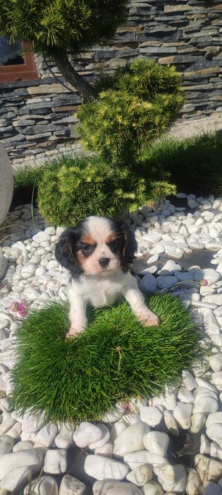 Szczeniak Cavalier King Charles Spaniel