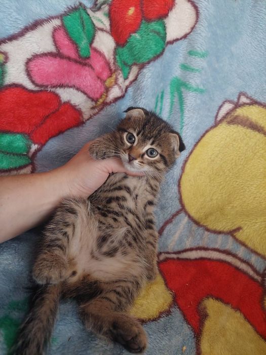 Шотландські кошенята