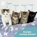 Cztery kocie maluszki szukają domów!
