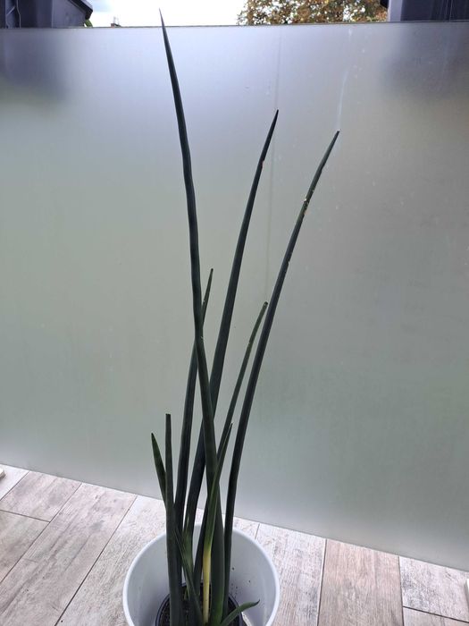 Sansewieria walcowata,