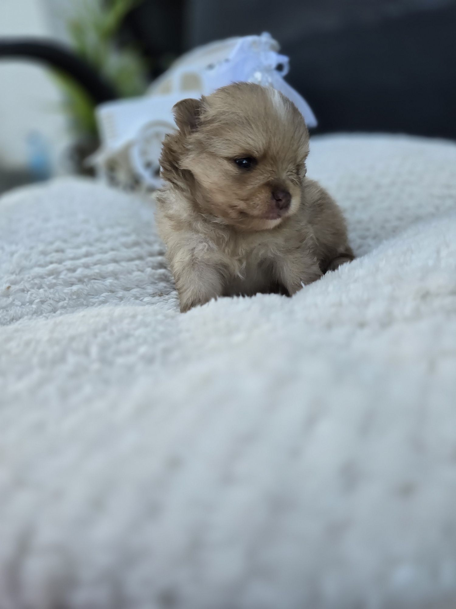 Szpic Miniaturowy pomeranian '' Bilbo "