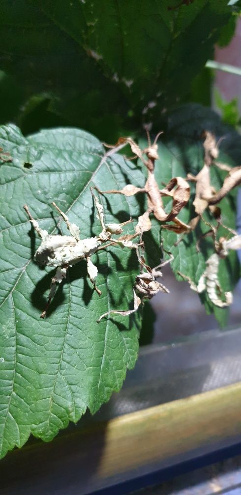 Австралійський палочник Extatosoma tiaratum