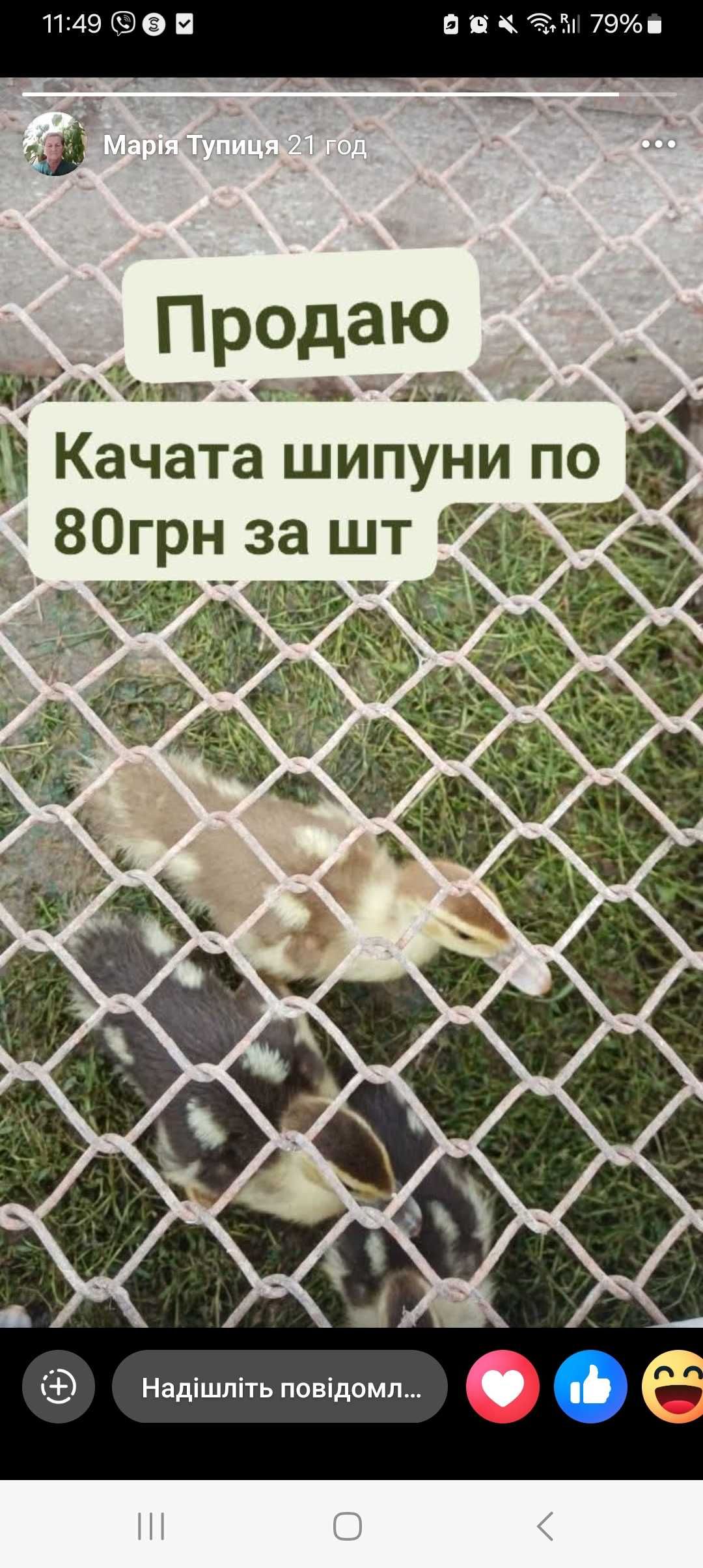 Індокачки шипуни