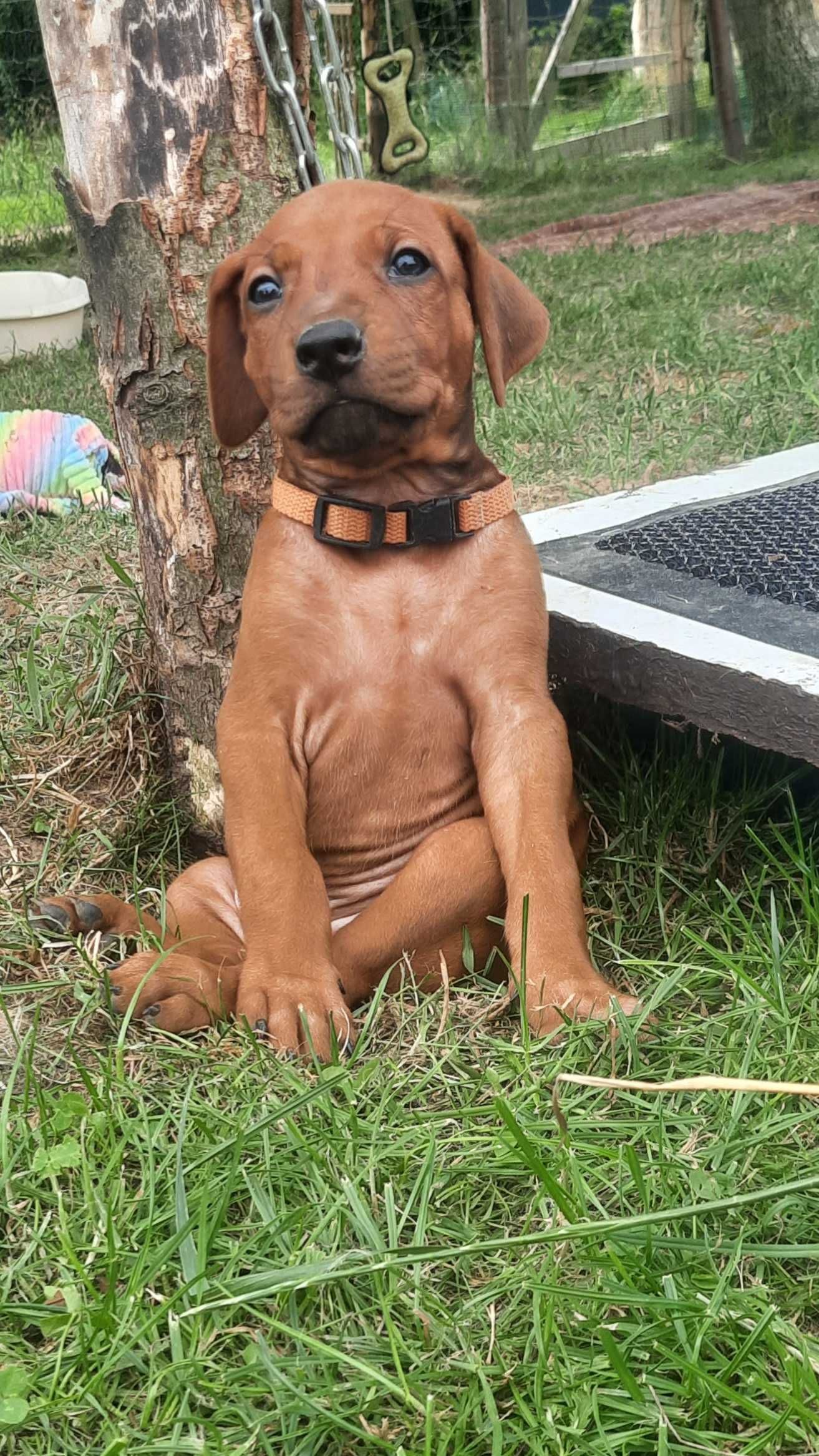 Nie szukasz psa. Szukasz legendy. Szczenię Rhodesian Ridgeback ZKwP