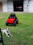 Oddam za darmo Jack Russell terrier
