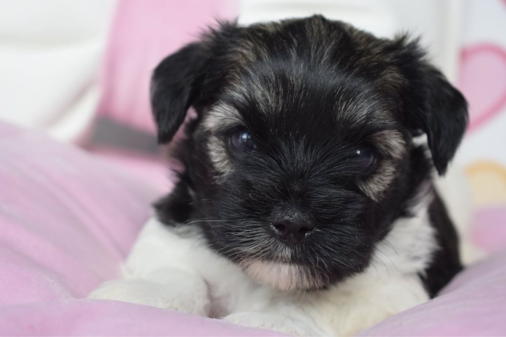 Biewer Terrier śliczna suczka york