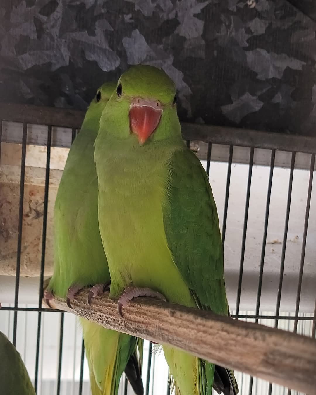 Ring neck verdes 2025