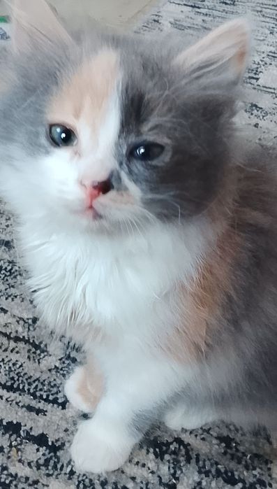 Кошенята в добрі руки