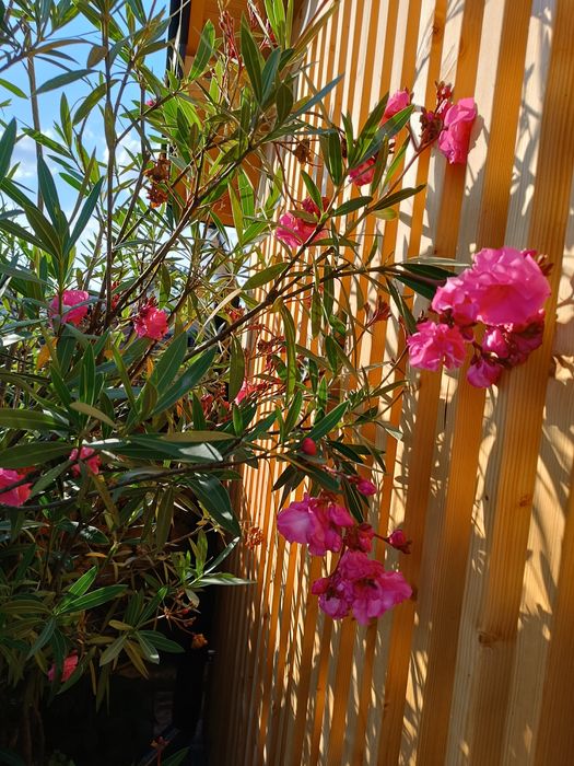 Oleander  różowy o podwójnych kwiatach