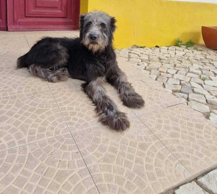 Cão Barbado da Terceira para adopção responsável