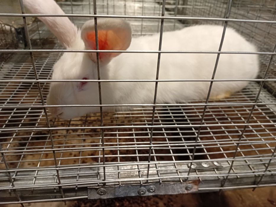 Кроли Панон, Колифорнийский