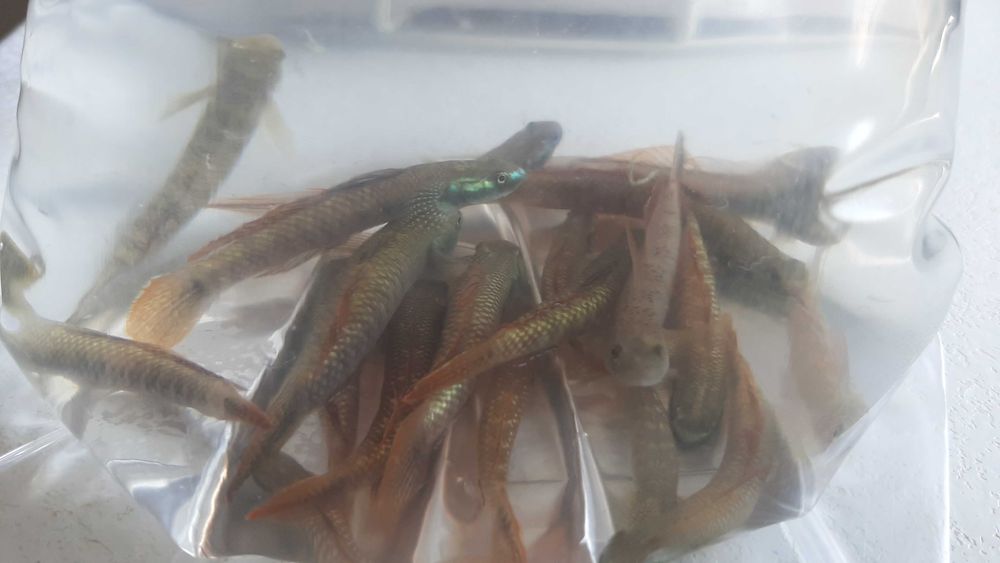 babka tęczowa ( czyściciel glonów)