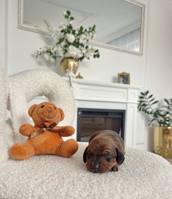 Jamnik Piękny „ROMEO” piesek miniaturka czekoladowy