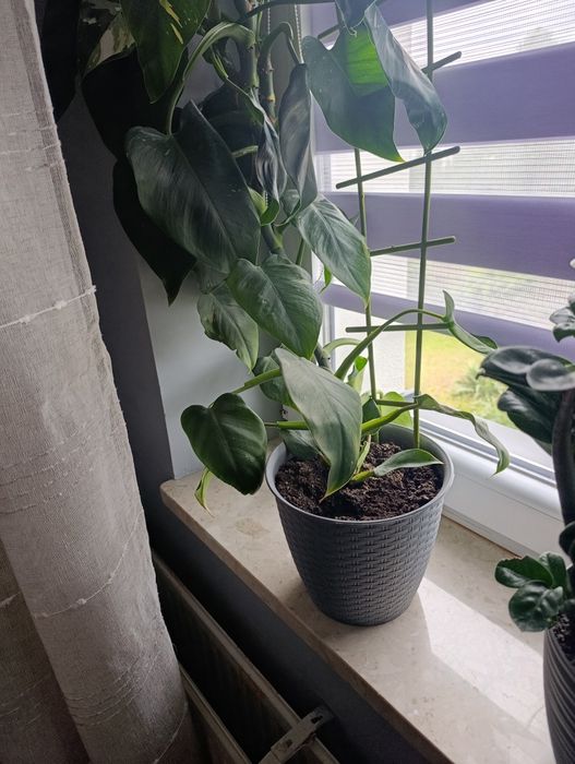 Filodendron filodendron