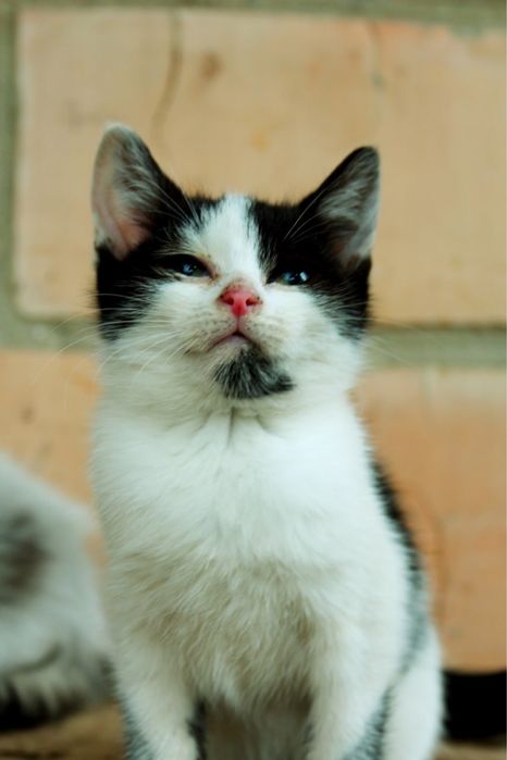 Кошеня у добрі руки