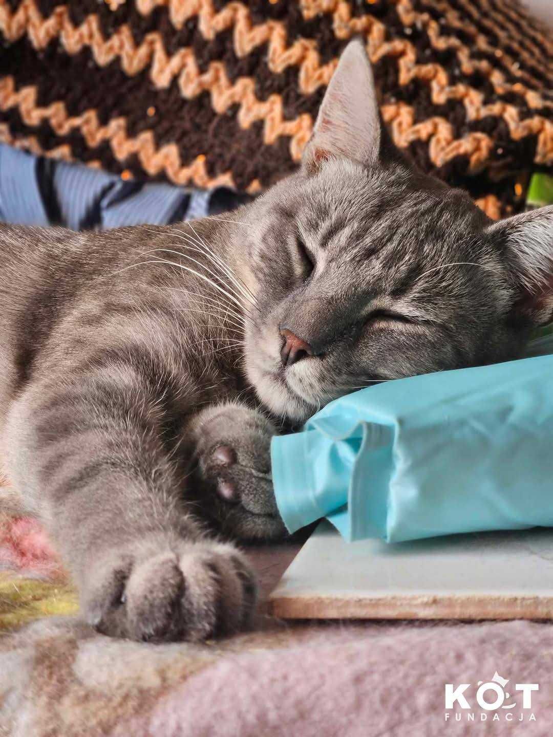 Krysitan i Grej, koci dwupak poleca się do adopcji
