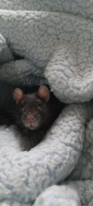 Ручні ірландські щурики