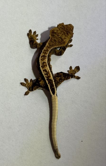 Gekon orzesiony NS /+ terrarium (extrene harlequin, dalmatian, flame)