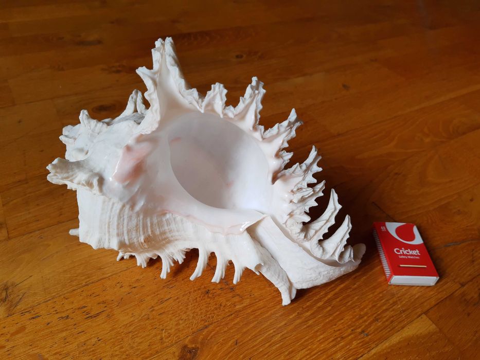 Duża muszla morska dekoracyjna Murex (Chicoreus ramosus) +GRATIS