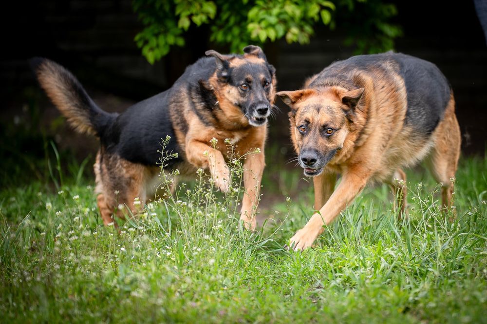 Dama i Dragon dwa owczarkowate czekaja na jeden dom