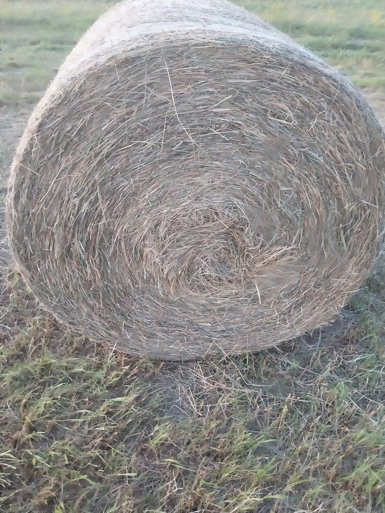 Sprzedam siano dobrej jakości